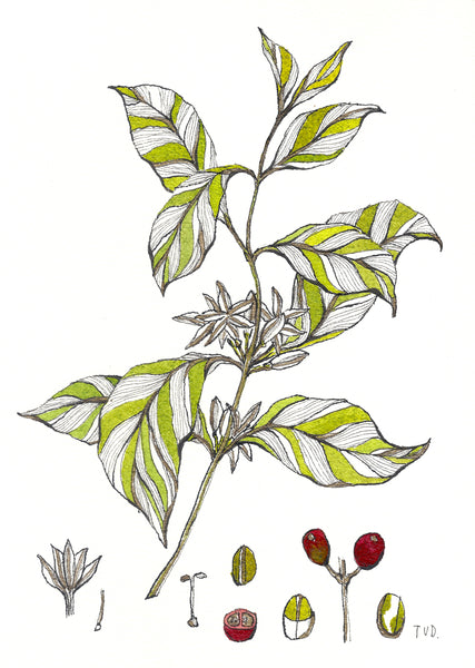 Affiche d'art dessin de plante café en planche botanique 