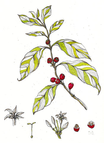 Affiche d'art de planche de botanique café 