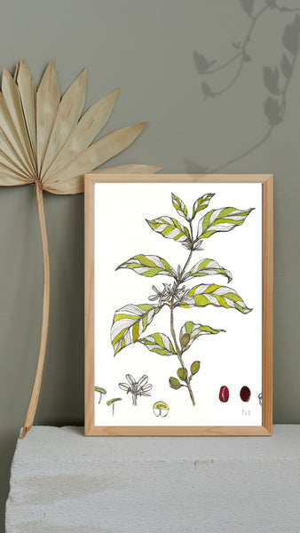 Mise en scène affiche d'art planche botanique café 